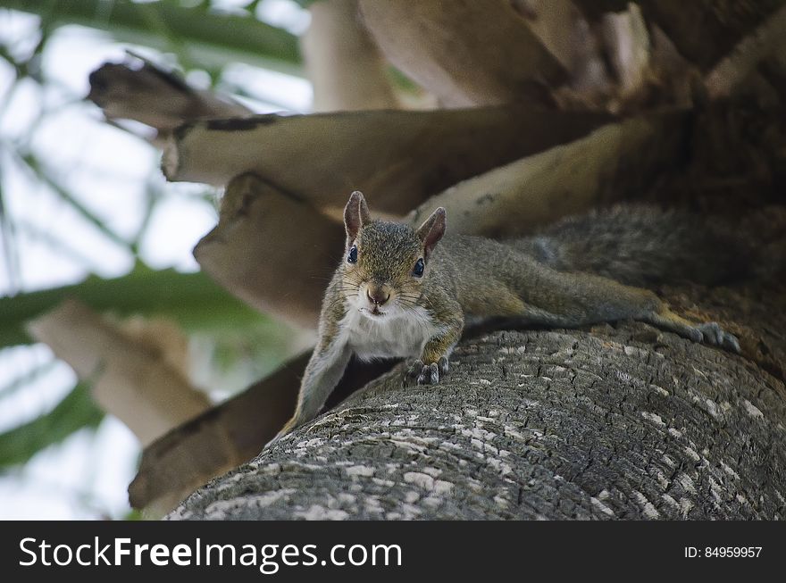A squirrel climbing down a tree. A squirrel climbing down a tree.