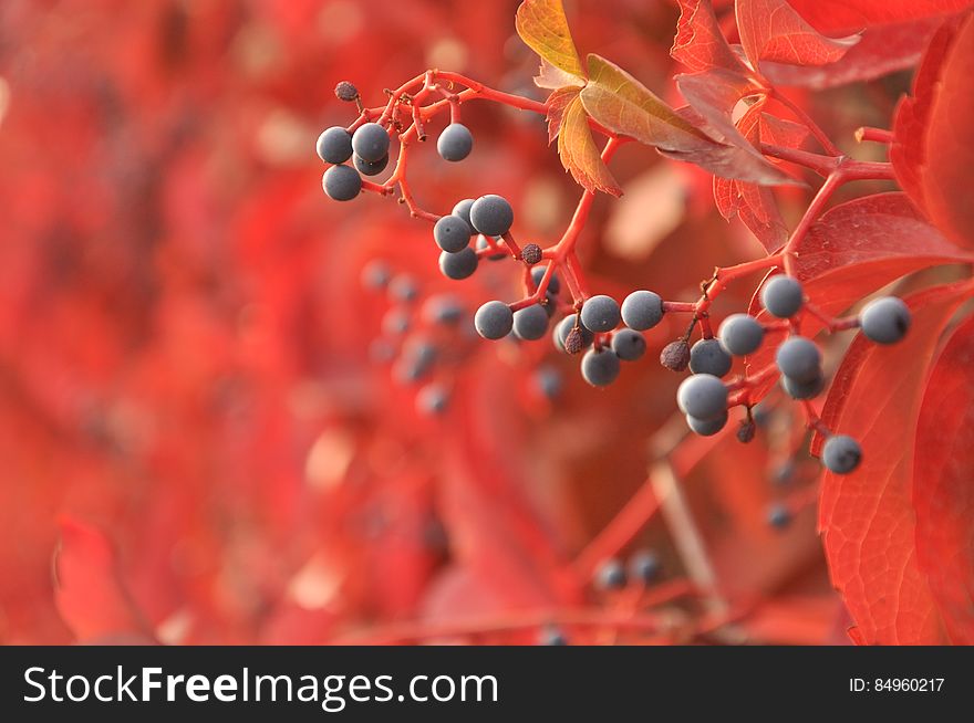 Berries on the tree with red colorful leaves in the autumn. Berries on the tree with red colorful leaves in the autumn.