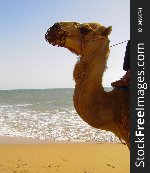 Camel by the sea
