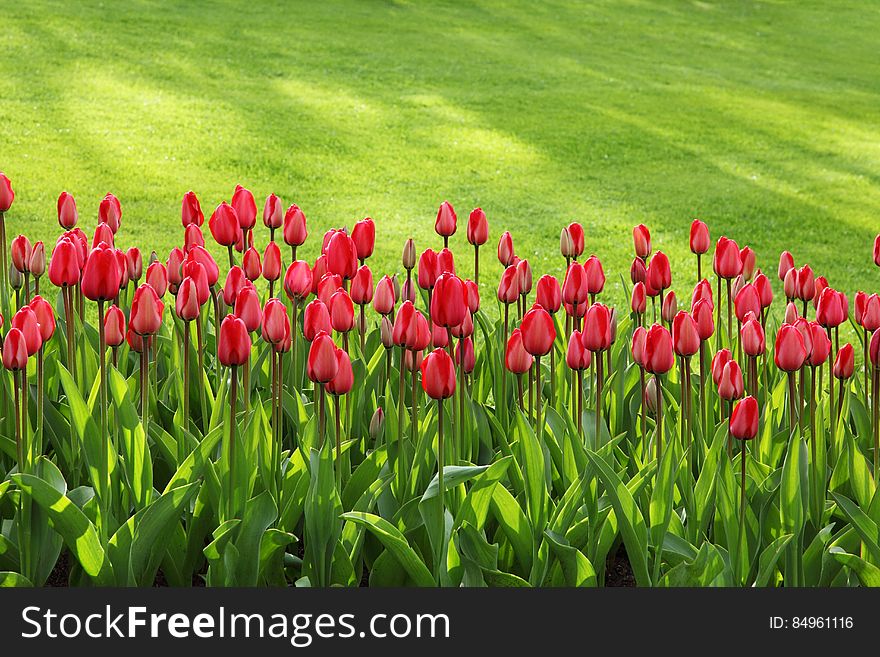 Red Tulips on Green Grass Field