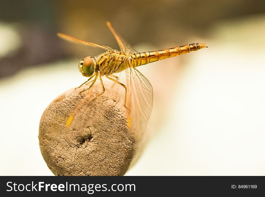 Yellow Dragonfly on Brown Wooden Stick during Daytime