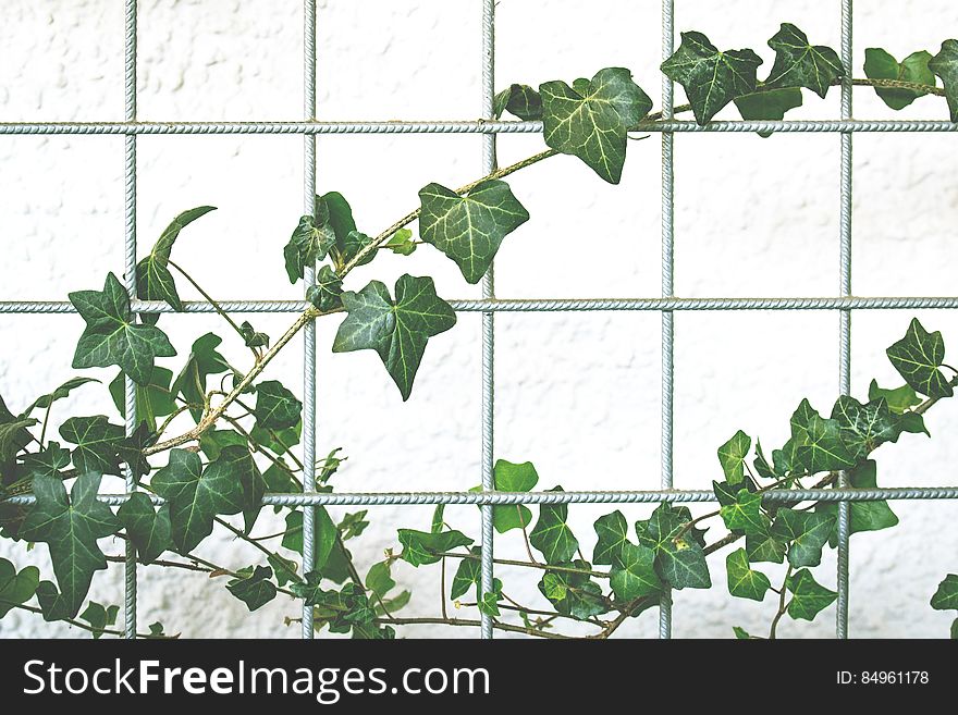 A rebar fence with a vine climbing on it. A rebar fence with a vine climbing on it.