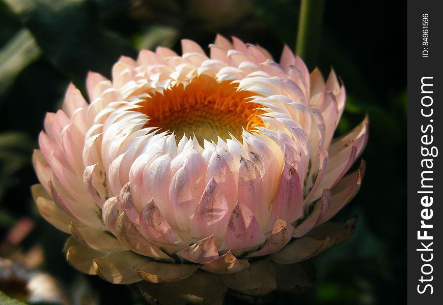 White Multipetal Flower