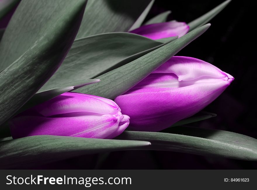 Selective Color Photograph of Closed Purple Tulips Among Gray Leaves