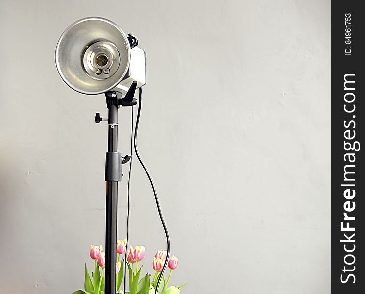 A studio light on a stand with red tulips. A studio light on a stand with red tulips.