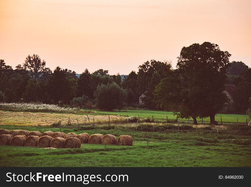 Hay bales in a field and trees in the background. Hay bales in a field and trees in the background.