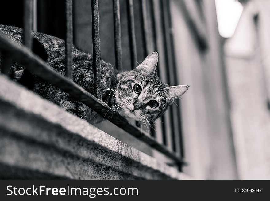 A cat squeezing through the bars of a balcony railing. A cat squeezing through the bars of a balcony railing.