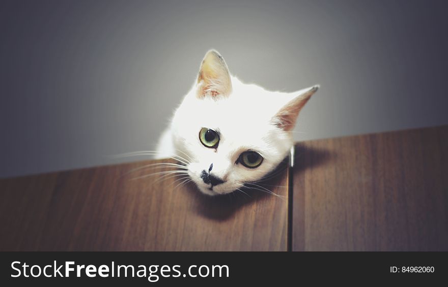 A white cat`s head on a wooden table. A white cat`s head on a wooden table.