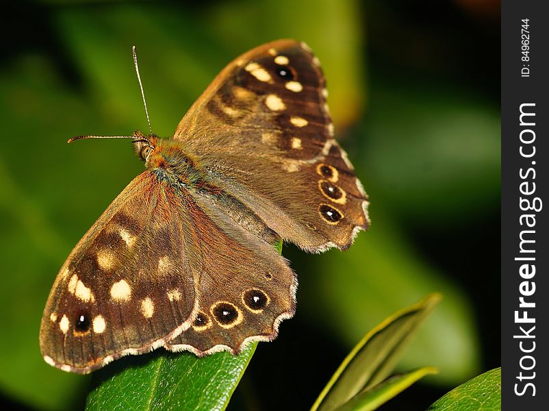 Brown and Black Butterfly