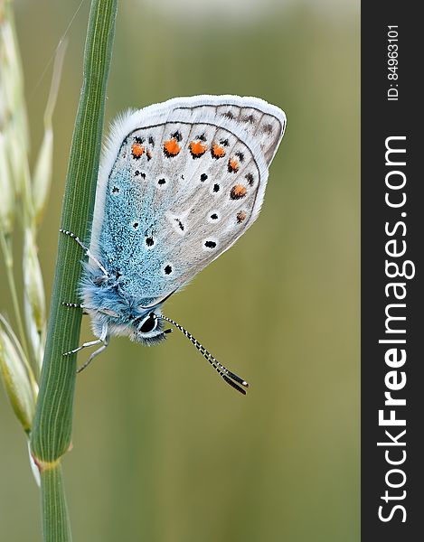 White Brown Black and Blue Butterfly Standing in Green Plant