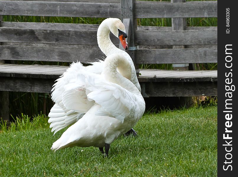 Swans At The Lake