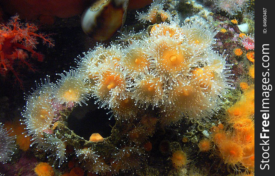 Monterey Aquarium. Anemone