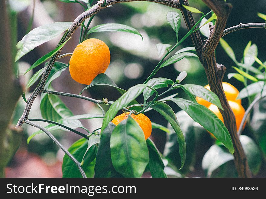 A tree with orange citrus fruits. A tree with orange citrus fruits.