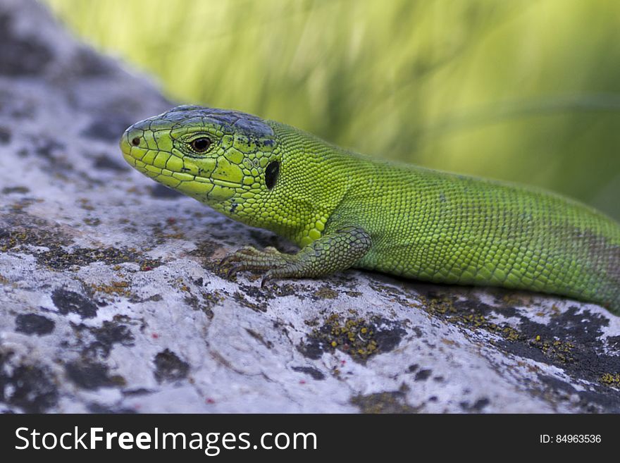 Eastern-green-lizard