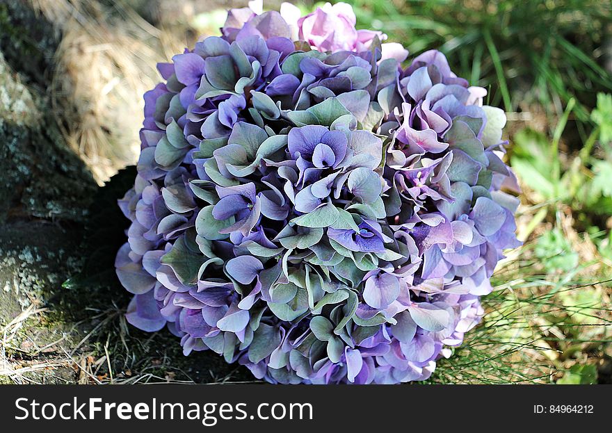 A blooming hortensia blossom on green grass. A blooming hortensia blossom on green grass.