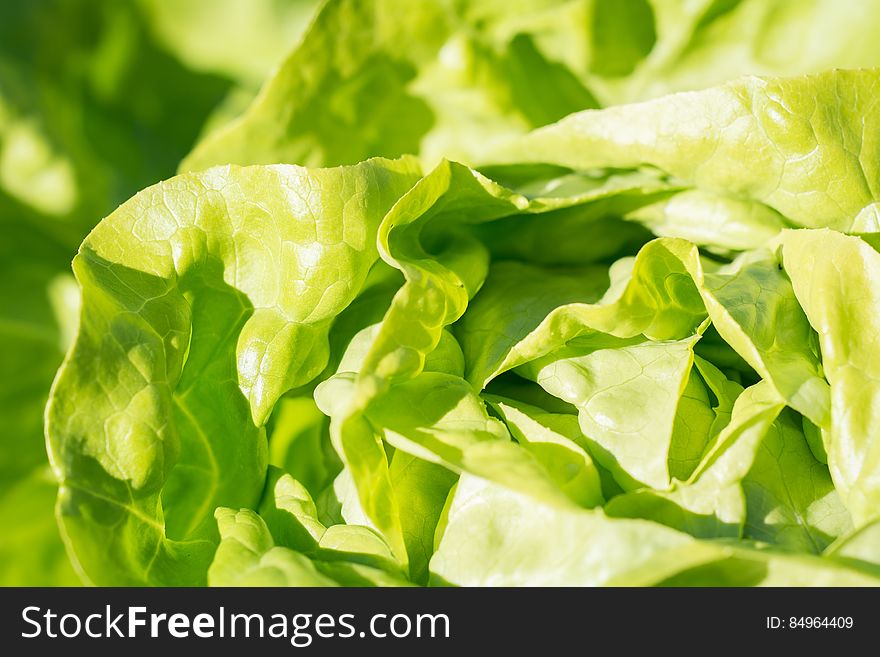 A close up of green salad. A close up of green salad.