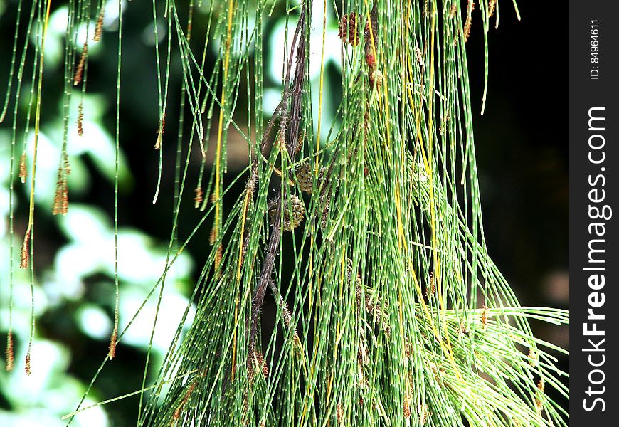 Pine tree on the yard of a local shopping at my hometown. Best seen when &quot;enlarged&quot; :&#x29;. Pine tree on the yard of a local shopping at my hometown. Best seen when &quot;enlarged&quot; :&#x29;