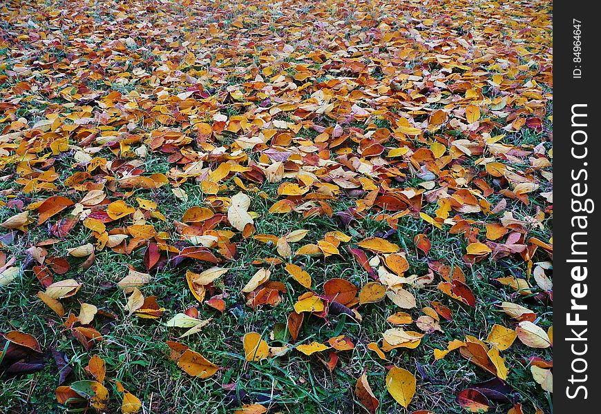 Colorful autumn foliage on the ground.