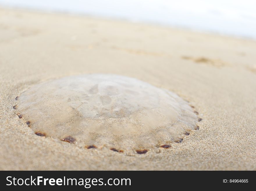 A photo of a jellyfish on the beach. Unfortunately it washed ashore and now appears lifeless. The photo was taken with a Canon EOS 700D. I like the 700D&#x27;s sensor over the camera I am currently using. This photo was taken by Jordy Vlug. Free photos for your blog, website or business. I add new free photos daily :&#x29; For my full portfolio you can see StockyPics.com