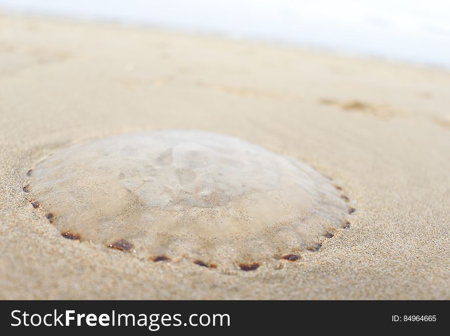 Jellyfish On The Beach