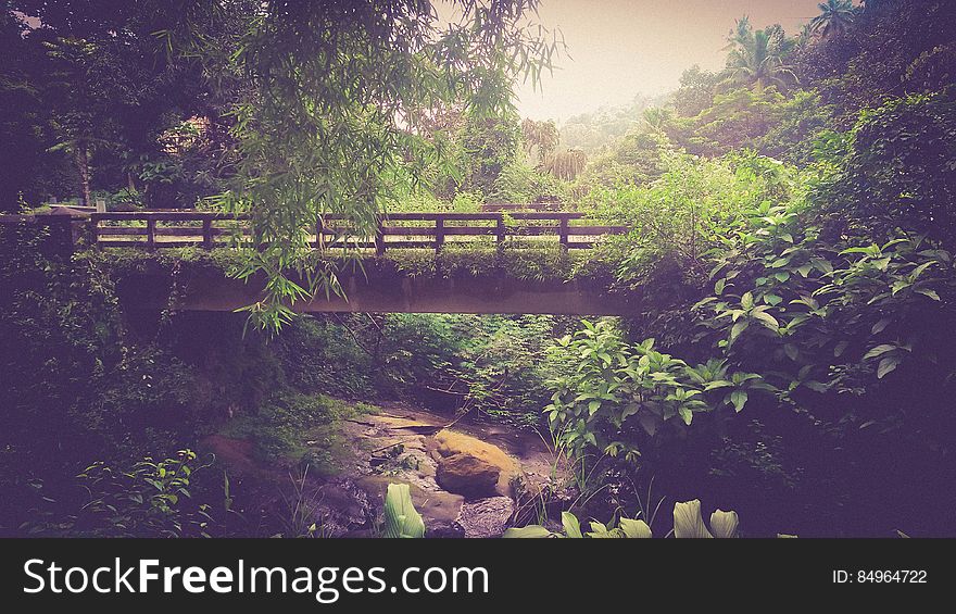 A bridge across a forest creek and surrounding vegetation. A bridge across a forest creek and surrounding vegetation.