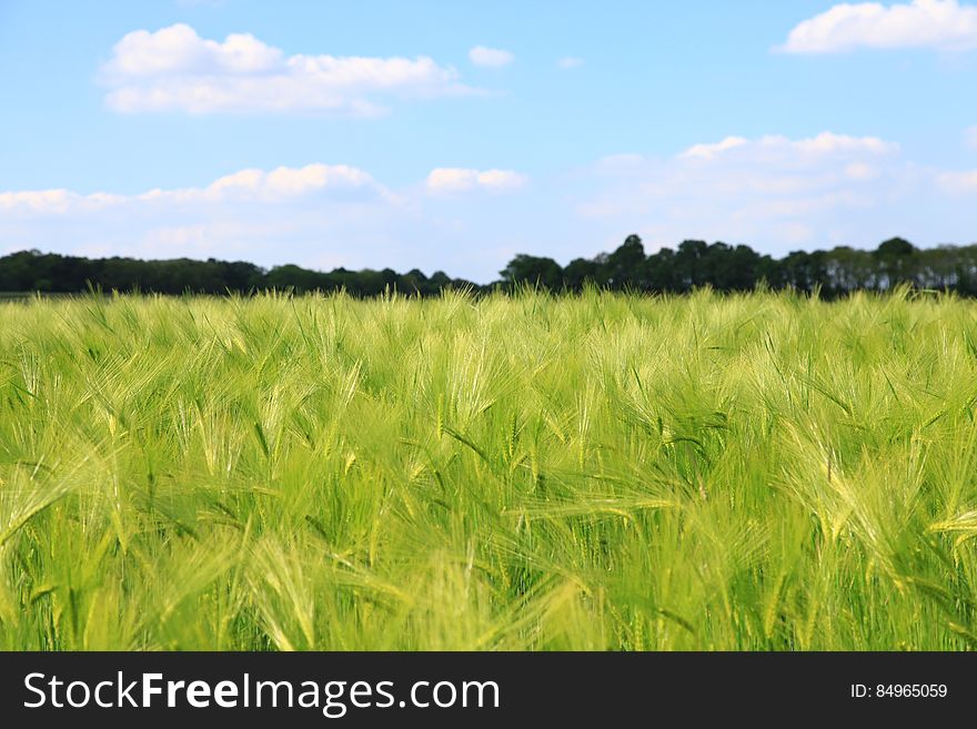 Scenic view of green wheat field in countryside, summer scene.