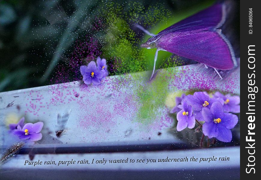 Bathing In The Purple Rain