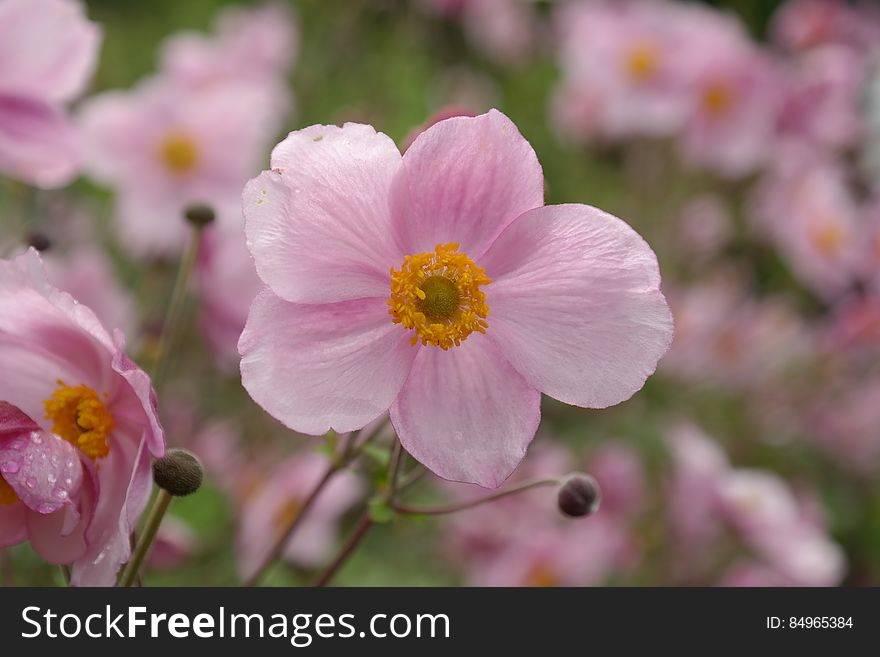 Pink 5 Petaled Flowers