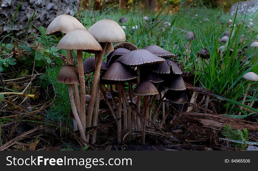 FAMILY: Coprinaceae GENUS: Panaeolus SPECIES: Sphinctrinus COMMON NAMES: Ink Caps, Hoop-Petticoat, Petticoat Mottlegill, Warai-take &#x28;Japanese, ‘laughing mushroom’&#x29;, Hsiao Ch’un &#x28;Chinese, ‘laughing mushroom’&#x29; Panaeolus sphinctrinus features a cap of 1-5 cm across that is conical or bell shaped. It is dark grey to nearly black when moist, and pale grey with a dark ochre center when dry. The stem is 60-120 mm x 2-3 mm and is gray, growing paler at the top. White partial veil fragments may be seen below the margin when the plant is young. The flesh is very thin. The spore print is black and the spores are elliptical and smooth. FAMILY: Coprinaceae GENUS: Panaeolus SPECIES: Sphinctrinus COMMON NAMES: Ink Caps, Hoop-Petticoat, Petticoat Mottlegill, Warai-take &#x28;Japanese, ‘laughing mushroom’&#x29;, Hsiao Ch’un &#x28;Chinese, ‘laughing mushroom’&#x29; Panaeolus sphinctrinus features a cap of 1-5 cm across that is conical or bell shaped. It is dark grey to nearly black when moist, and pale grey with a dark ochre center when dry. The stem is 60-120 mm x 2-3 mm and is gray, growing paler at the top. White partial veil fragments may be seen below the margin when the plant is young. The flesh is very thin. The spore print is black and the spores are elliptical and smooth