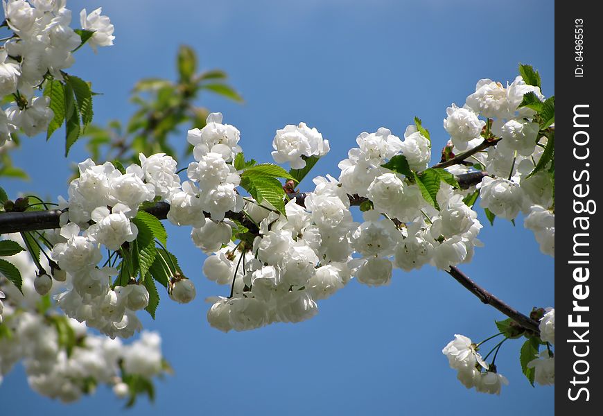White Petal Flower in Macro Photography