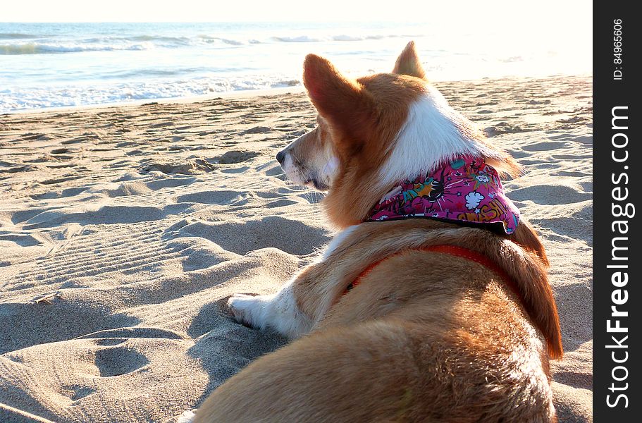 Doggy Fun At The Beach