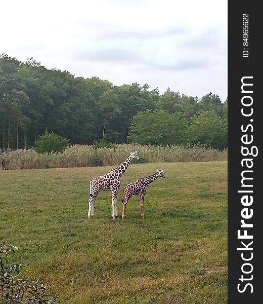 Cape May Zoo: Safari Exhibit Sibling giraffes standing Free For Reuse