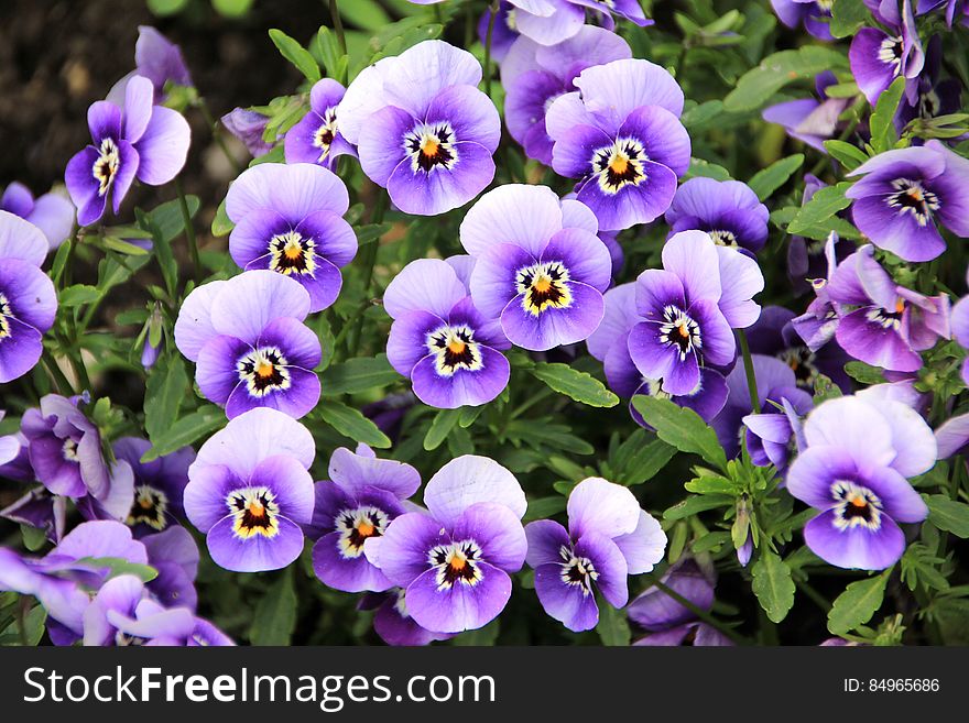 Purple Orchids Flower