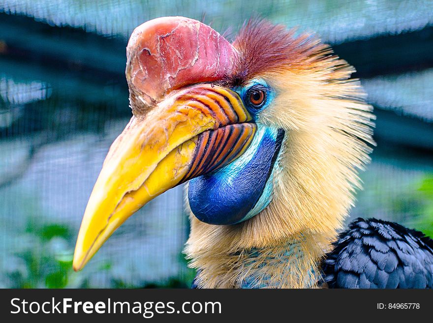 Red and Yellow Hornbill