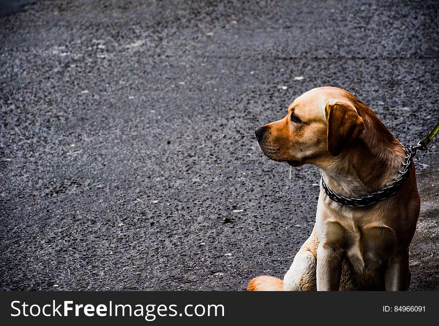 Dog Sitting On Street