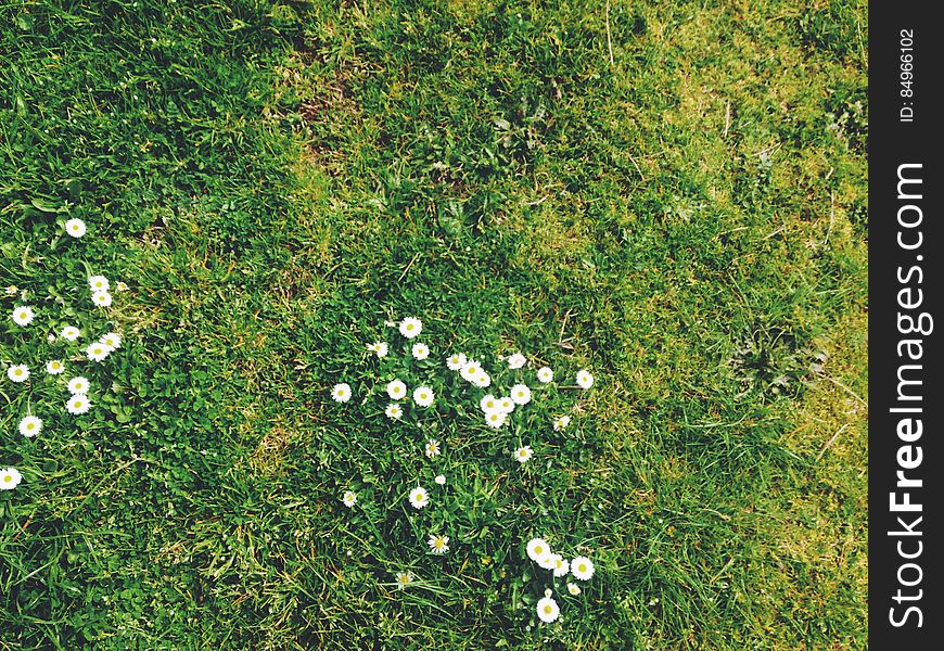 Small White Daisies In Grass