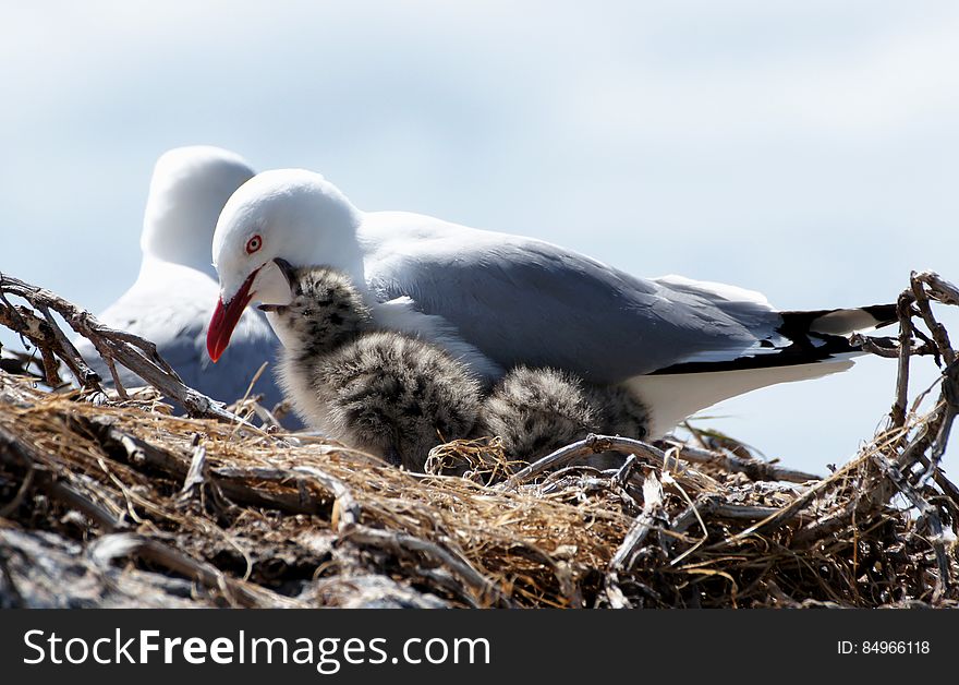 The red-billed gull &#x28;Chroicocephalus scopulinus&#x29;, once also known as the mackerel gull, is a native of New Zealand, being found throughout the country and on outlying islands including the Chatham Islands and subantarctic islands. The MÄori name of this species is tarapunga or akiaki.[2] Its vernacular name is sometimes also used for the dolphin gull, a somewhat similar-looking but unrelated species. As is the case with many gulls, the red-billed gull has traditionally been placed in the genus Larus. The red-billed gull &#x28;Chroicocephalus scopulinus&#x29;, once also known as the mackerel gull, is a native of New Zealand, being found throughout the country and on outlying islands including the Chatham Islands and subantarctic islands. The MÄori name of this species is tarapunga or akiaki.[2] Its vernacular name is sometimes also used for the dolphin gull, a somewhat similar-looking but unrelated species. As is the case with many gulls, the red-billed gull has traditionally been placed in the genus Larus.