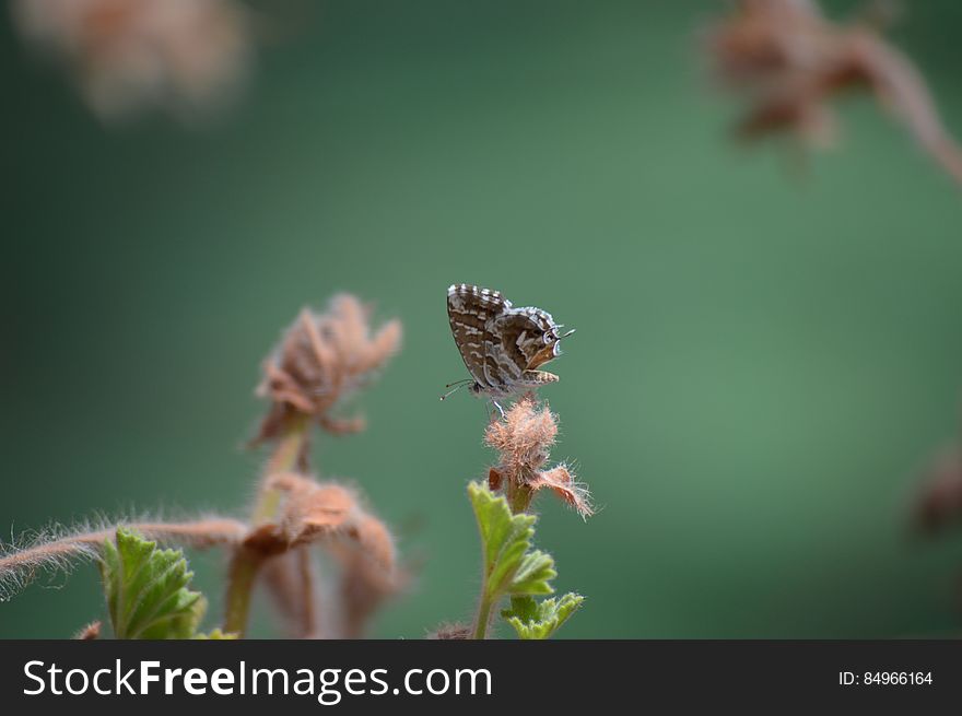 Butterfly On Flower