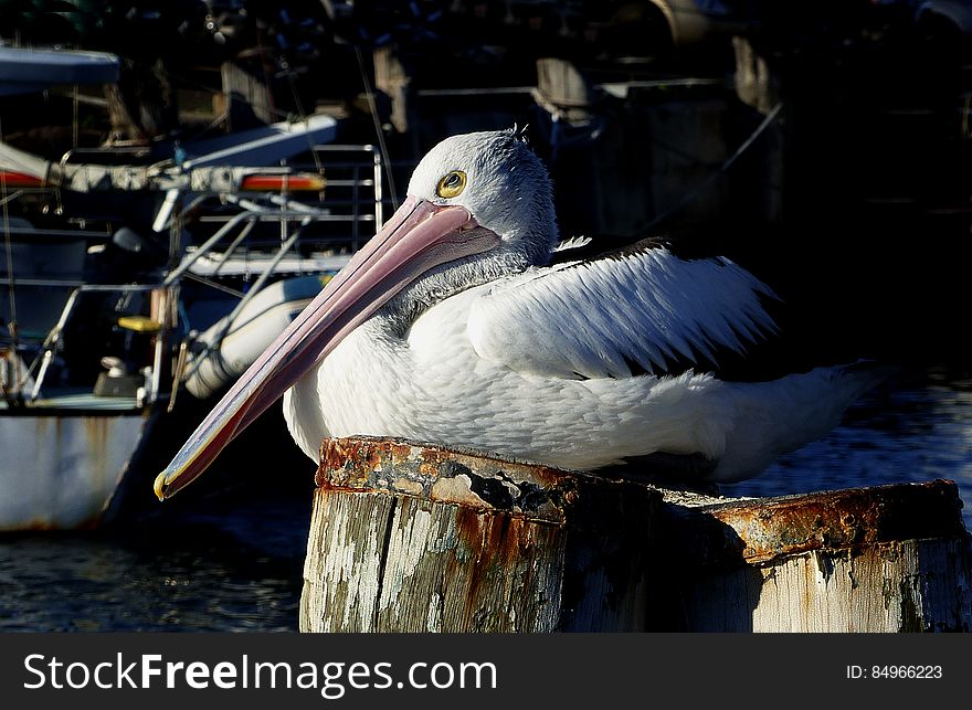 Pelican on a pile.