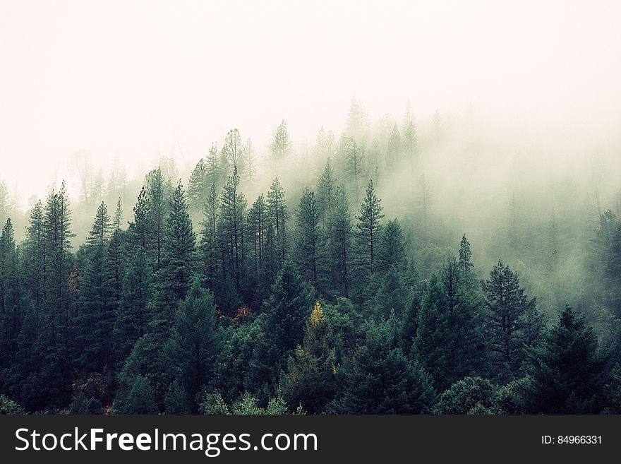 Mist Filled Forest