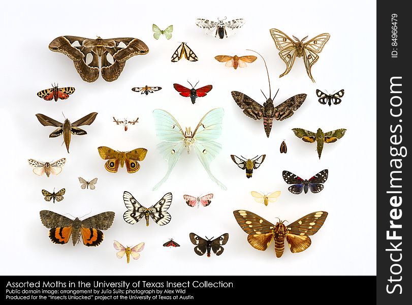 Assorted Moths &#x28;Lepidoptera&#x29; in the University of Texas Insect Collection. Public domain image; arrangement by Julia Suits; photograph by Alex Wild. Produced as part of the &#x22;Insects Unlocked&#x22; project at the University of Texas at Austin.