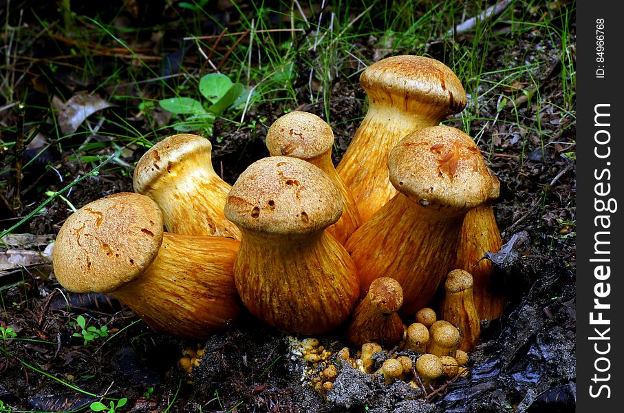 This impressive mushroom is found growing in dense clusters on stumps and logs of both hardwoods and conifers--and a number of associated species names are found growing in a dense cluster, as well. These species &#x28;if they are truly distinct&#x29;, are all fairly large mushrooms that have orange to orangish brown spore prints, bitter taste, and stems that feature rings or ring zones. The central species name is Gymnopilus junonius, which is the correct name for &#x22;Gymnopilus spectabilis,&#x22; according to the most recent taxonomists. This impressive mushroom is found growing in dense clusters on stumps and logs of both hardwoods and conifers--and a number of associated species names are found growing in a dense cluster, as well. These species &#x28;if they are truly distinct&#x29;, are all fairly large mushrooms that have orange to orangish brown spore prints, bitter taste, and stems that feature rings or ring zones. The central species name is Gymnopilus junonius, which is the correct name for &#x22;Gymnopilus spectabilis,&#x22; according to the most recent taxonomists.