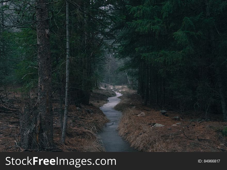 Stream In Forest At Dusk