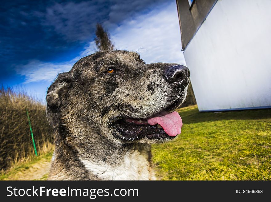 Portrait of cute dog in countryside field with tongue out.