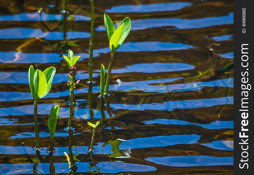 Love Green Blue Yew Lake Hike At Cypress --victoriaday-2015-vancouver-em10-20150518-P5180126