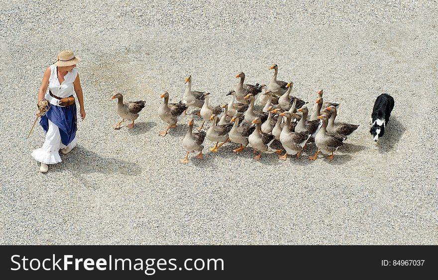 Woman in White Sleeveless Shirt Walking on Gray Sand Followed by Brown and Black Ducks and Black and White Dog