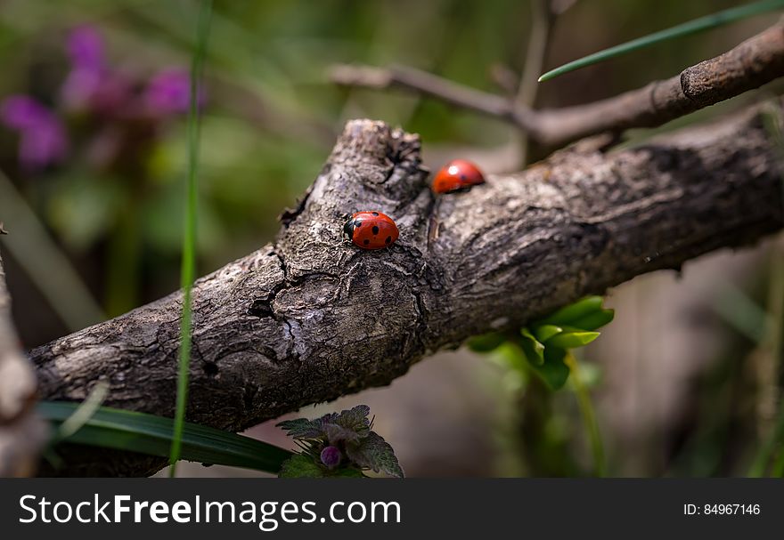 A pair of ladybugs on the branch of a tree. A pair of ladybugs on the branch of a tree.