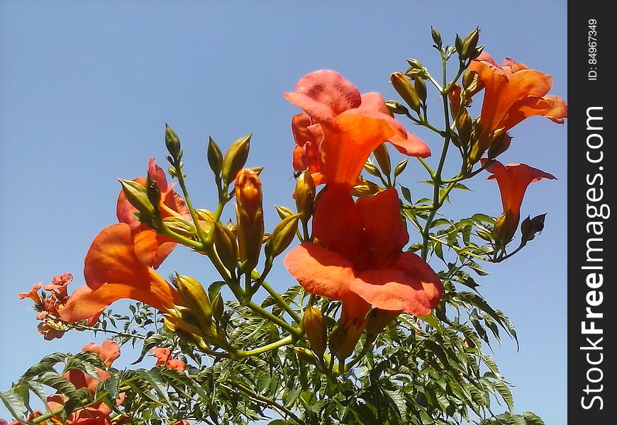 Flower, Sky, Plant, Petal