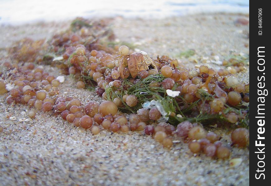 Sargassum &#x28;Seaweed&#x29