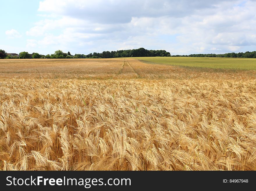 A field of ripe wheat in the summer. A field of ripe wheat in the summer.
